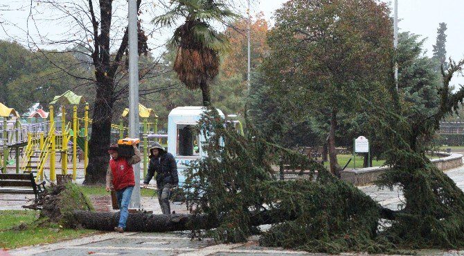 Atatürk Parkı’nda Ağaç Yıkıldı