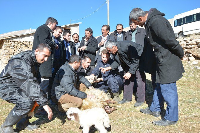 Çatak’ta Sürü Yönetimi Elemanı Kursu