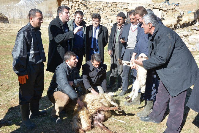 Çatak’ta Sürü Yönetimi Elemanı Kursu