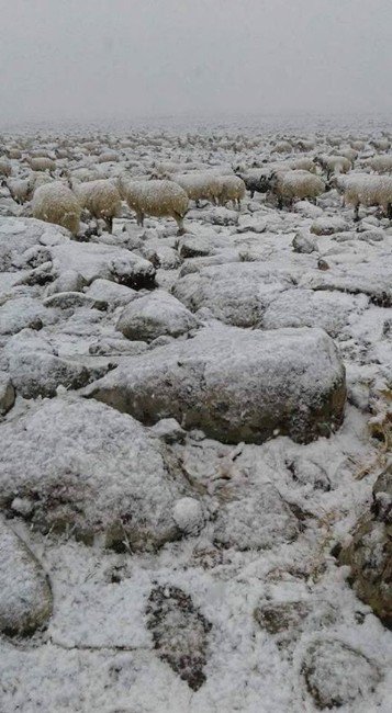 Viranşehir’e Yılın İlk Karı Yağdı