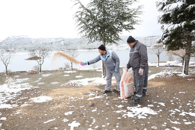 Çorum Belediyesi Kuşlar İçin Doğaya Yem Bırakıyor