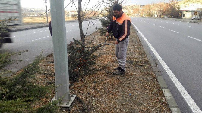 Sungurlu’da Ağaçlar Budandı