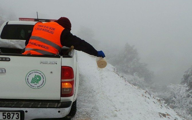 Spil’deki Hayvanlar Unutulmadı