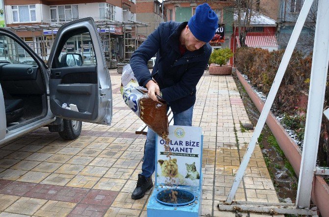 Bozüyük Belediyesi Sokak Hayvanlarının Aç Ve Susuz Kalmalarına Engel Oluyor