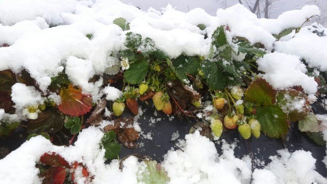 Ordu’da Çilek Karın Altında Kaldı