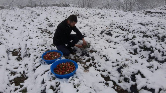 Ordu’da Çilek Karın Altında Kaldı