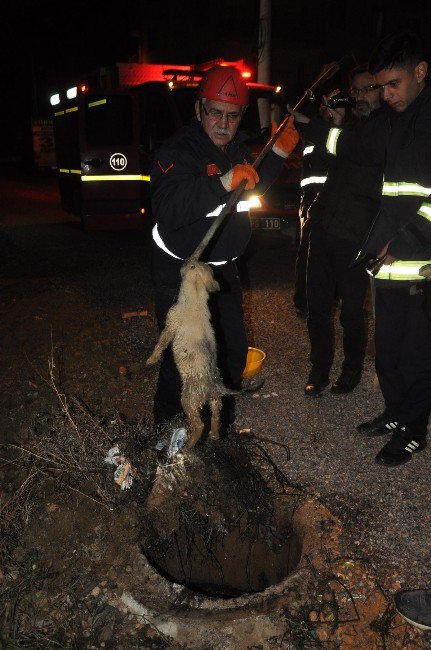 Foseptik Çukuruna Düşen Köpeği İtfaiye Kurtardı