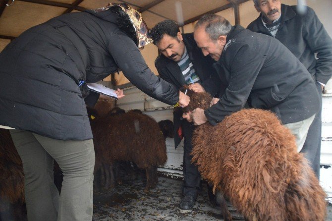 Eleşkirt’te Genç Çiftçi Projesi Kapsamında Hayvanlar Teslim Edilmeye Başlandı