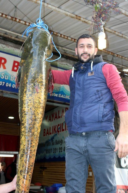 Demirköprü Barajı’nda 60 Kiloluk Yayın Yakalandı