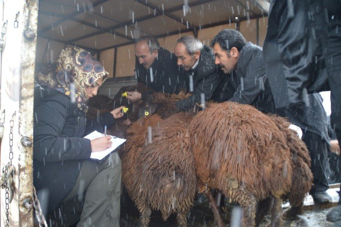 Eleşkirt’te Genç Çiftçi Projesi Kapsamında Hayvanlar Teslim Edilmeye Başlandı