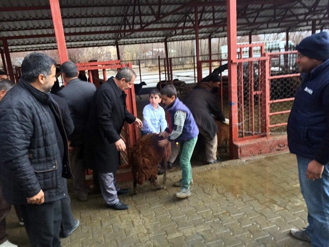 Adilcevaz’da Genç Çiftçilere Hibe Koyun Desteği