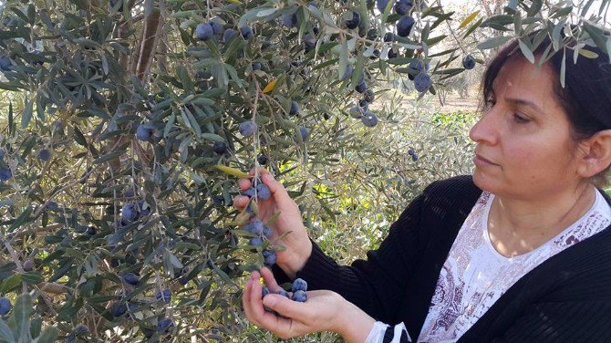 Zeytin Üreticisini ’Yağmur Korkusu’ Sardı