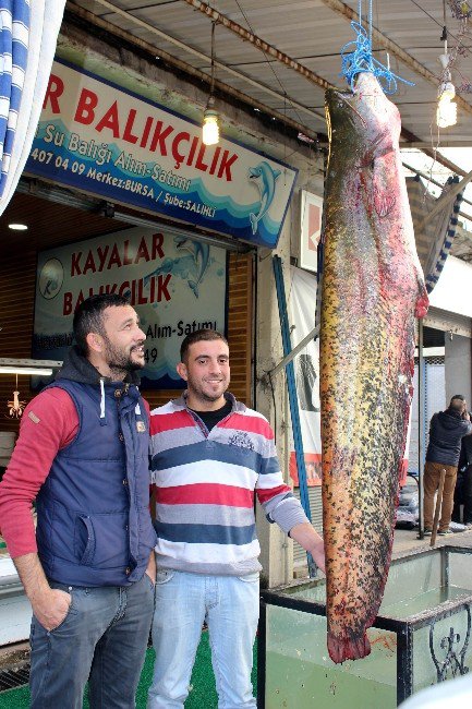 Demirköprü Barajı’nda 60 Kiloluk Yayın Yakalandı