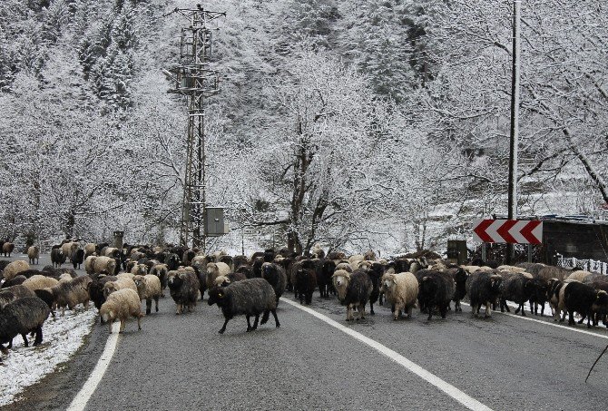 Soğuk Hava Ve Kar Yağışı Rize’nin Yüksek Kesimlerinde Etkili Oluyor