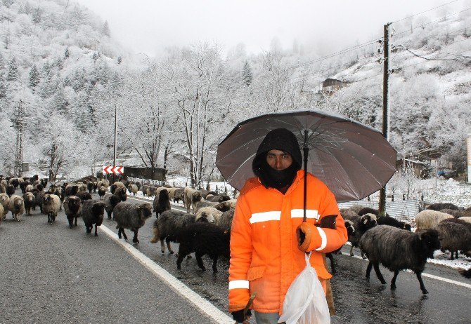 Soğuk Hava Ve Kar Yağışı Rize’nin Yüksek Kesimlerinde Etkili Oluyor