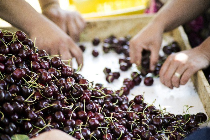 Türkiye Ve Şili Dünyaya Kiraz Ve Üzüm İhraç Edecek