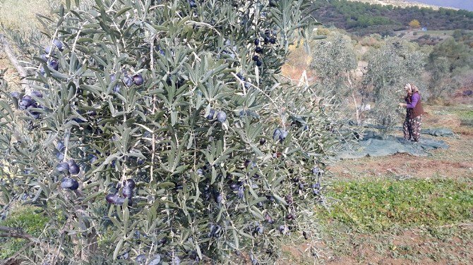 Zeytin Üreticisini ’Yağmur Korkusu’ Sardı