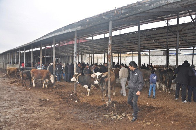 Gölbaşı Belediyesi Canlı Hayvan Pazarı Hizmete Girdi