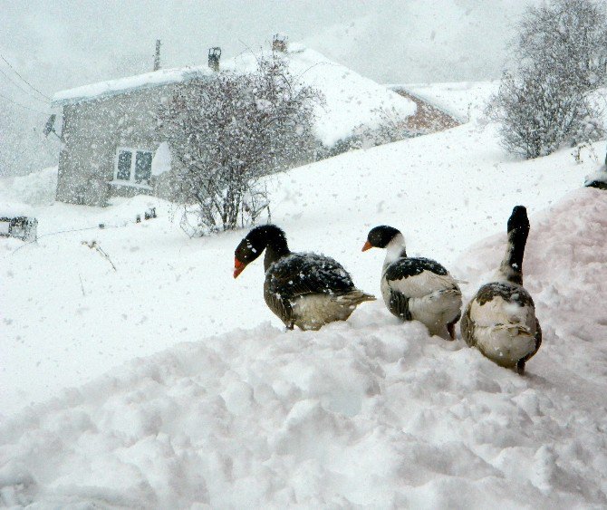 Kar Köy Yollarını Ulaşıma Kapattı