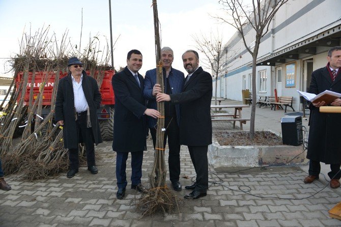 İnegöl’de Kestane Üretimi Yaygınlaşıyor