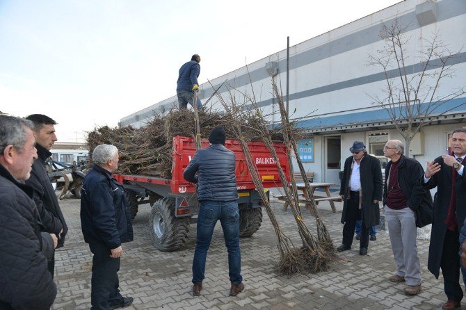 İnegöl’de Kestane Üretimi Yaygınlaşıyor