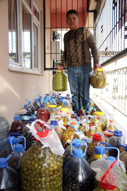 Dolar Bozdurana Yarım Ton Zeytin Bedava