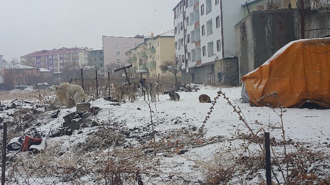 Başıboş Köpekler Halkın Korkulu Rüyası Oldu