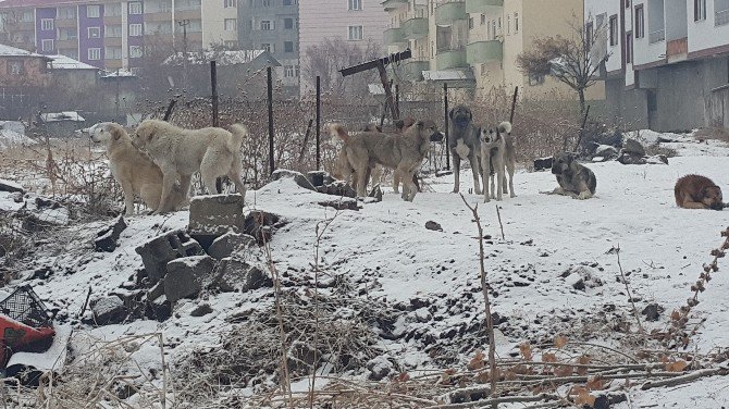 Başıboş Köpekler Halkın Korkulu Rüyası Oldu