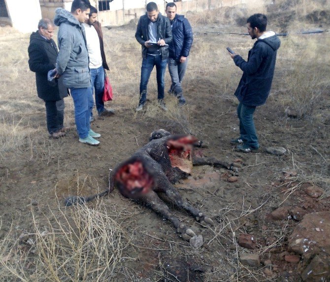 Iğdır’da Kurtlar İneği Parçaladı