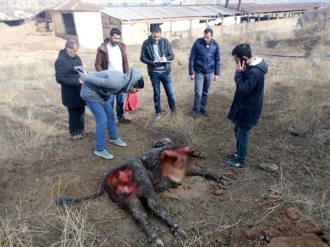 Iğdır’da Kurtlar İneği Parçaladı