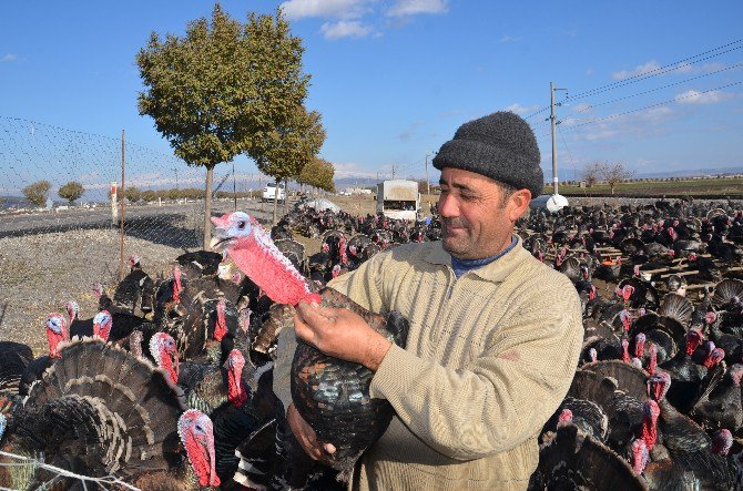 Yılbaşı Hindisi Kahramanmaraş’tan