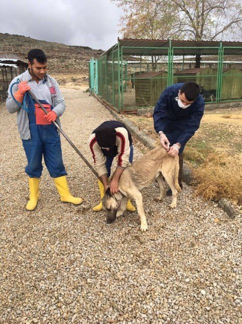 Sokak Köpekleri Toplanarak Barınağa Götürülüyor