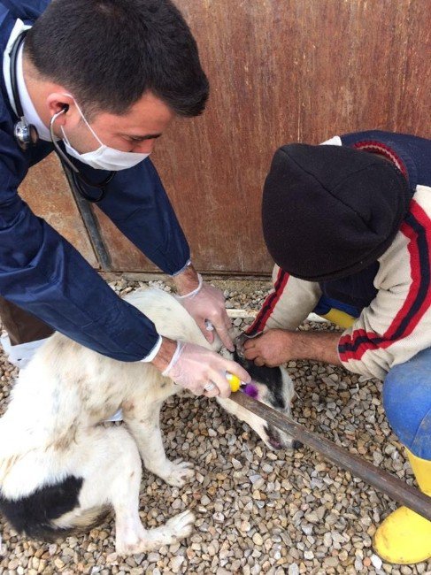 Sokak Köpekleri Toplanarak Barınağa Götürülüyor