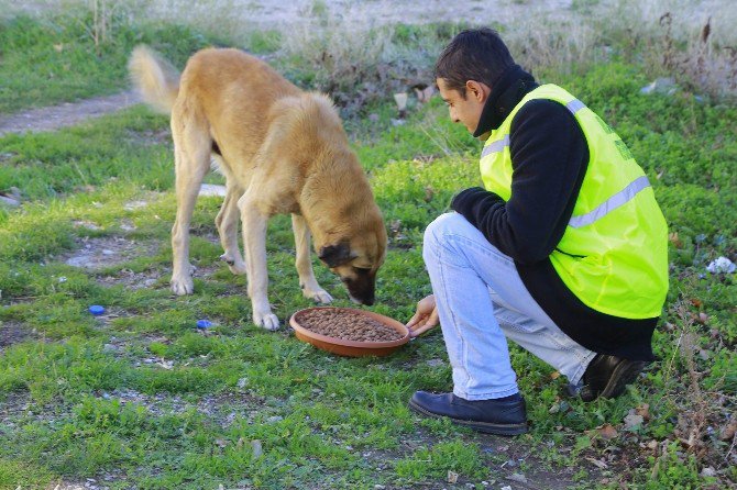 Kırklareli’nde Sokak Hayvanlarına Mama Bırakıldı