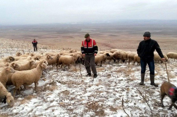 Kaybolan Koyunları İz Takibi Yapan Jandarma Buldu