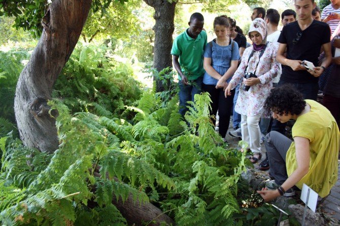 Geleceğin Bitki Uzmanları, Tıbbi Bitkiler Bahçesi’nde Yetişiyor