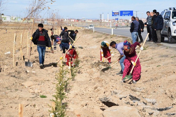 10 Yılda 2 Buçuk Milyon Fidan Toprakla Buluştu