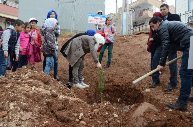 Genç Gönüllüler Okul Bahçesine Ağaç Dikti