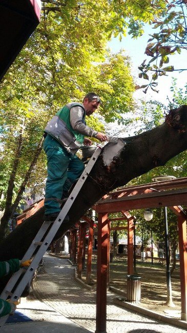 İzmit Belediyesi Ekipleri, Hasta Ağaca Tedavi Uyguladı