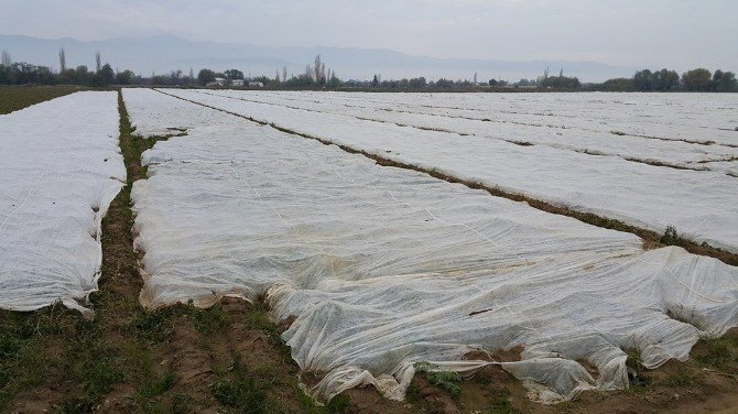 Patates Üreticisinin Soğuk Tedirginliği