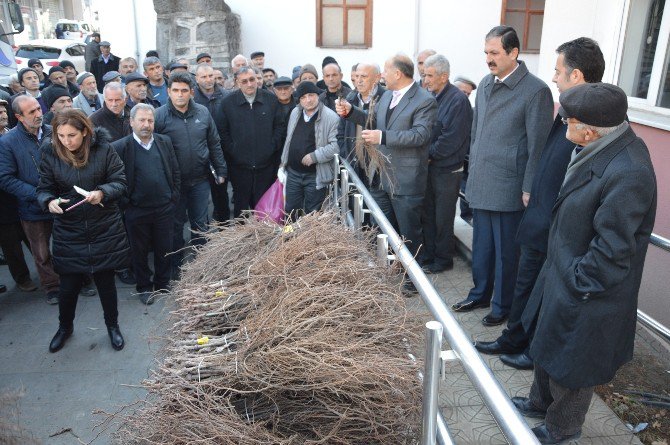 Niksar’da 45 Bin Adet Bağ Çubuğu Fidanı Dağıtıldı