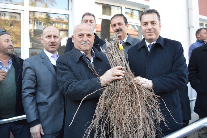 Niksar’da 45 Bin Adet Bağ Çubuğu Fidanı Dağıtıldı