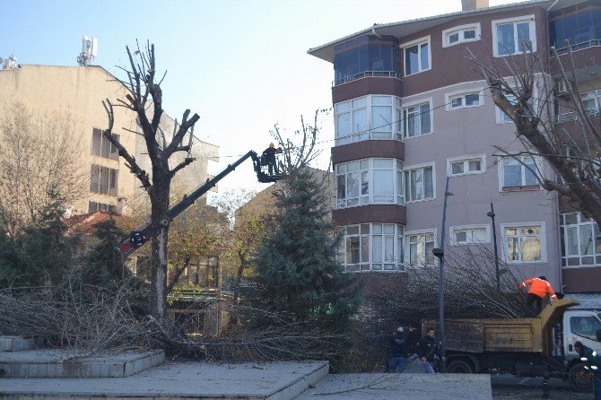 Lüleburgaz’da Ağaç Budama Çalışması