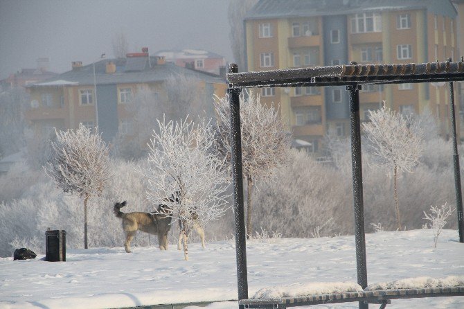 Ardahan Buz Kesti