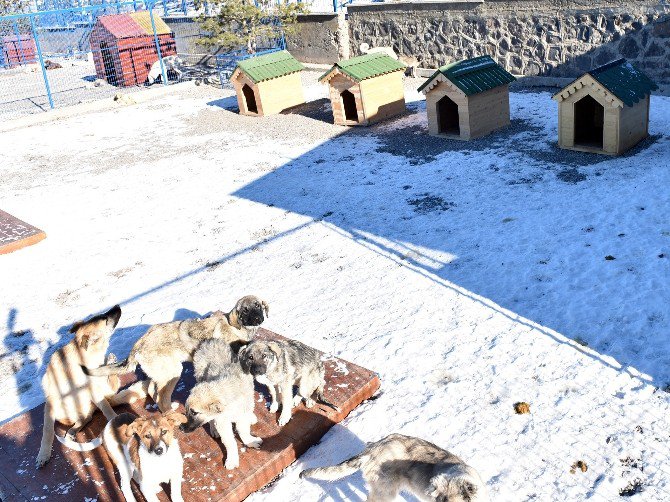 Karlar Şehrinde Sokak Hayvanlarına Konforlu Bakım Evi