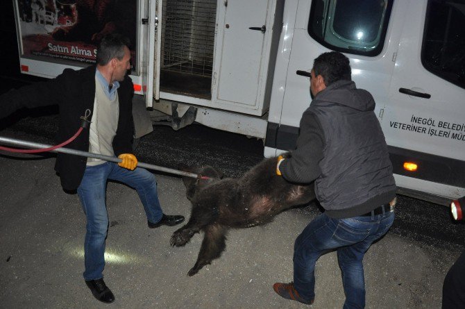 Yola İnen Yavru Ayılara Kamyon Çarptı, İkisi Kurtuldu, Birisi Telef Oldu