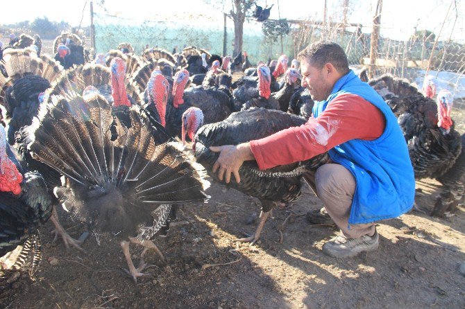 Organik Hindiler İlgi Görüyor