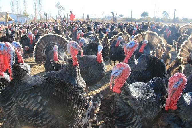 Organik Hindiler İlgi Görüyor