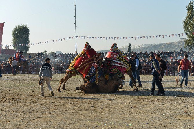 Çiğli Deve Güreşleri İle Şenlenecek