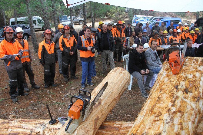 Fethiye’de Ağaç Kesme Ve Boylama Tatbikatı